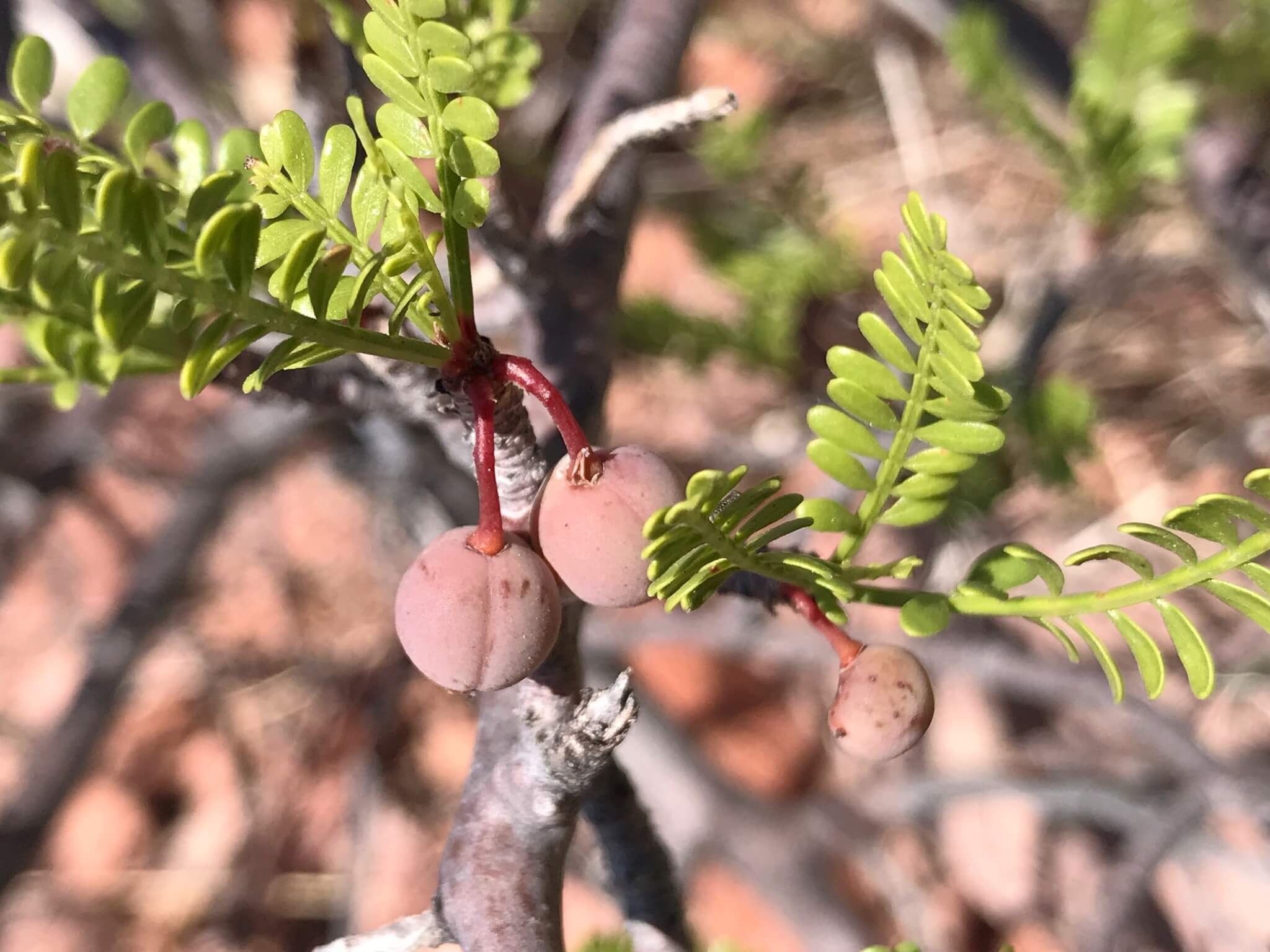 Bursera microphylla